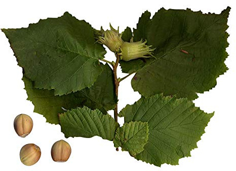 Haselnußbaum 15 Samen-Nüsse -corylus avellana- Winterharte/Robust