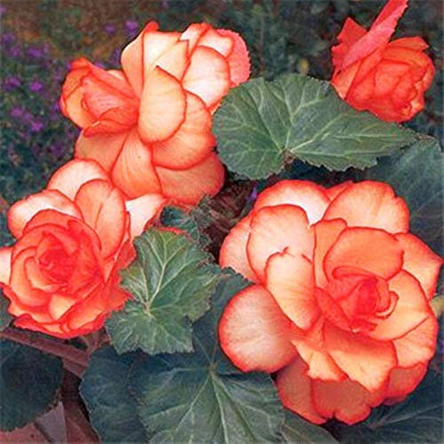 Ultrey Seed House - 100 Pieces Fragrance Begonia Bulbs Flower Seeds Hanging Basket Begonia Collection one of The Most Popular perennials for Shade!