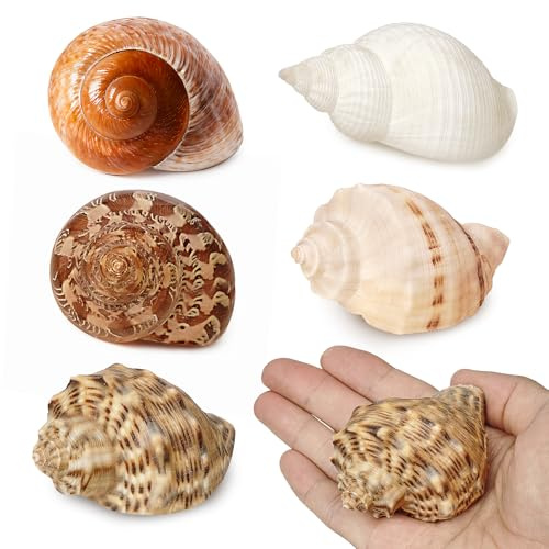 Gzerupes Conch skal, 5 st medium stora eremitkrabbskal – naturliga snäckskal för eremitkrabbtillbehör, dekor, perfekt passform, säker kvalitet, flera användningsområden