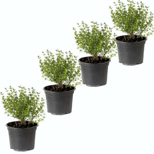 Tomillo Aromático |Pack 4 Plantas | DECOALIVE Ideal para Cocinar Gran Aroma