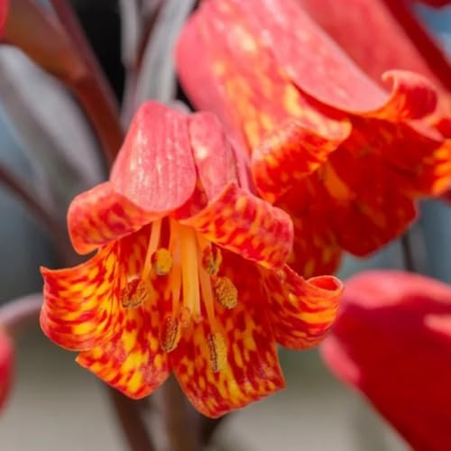 8bulbi Tuberi di Fritillaria, corona imperiale, giardino decorazione soggiorno, primaverile, rara