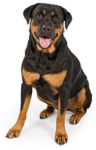 Hunde Aufkleber Sticker Motiv Rottweiler Autoaufkleber ca. 12x9