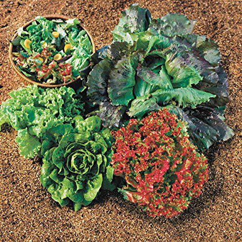 Park Seed Lettuce Salad Mix Edible Plant Seeds – Easy to Grow Heat-Tolerant Blend with Butterhead, Romaine, Iceberg & Loose-Leaf Varieties for Spring & Summer Gardens, Pack of 600