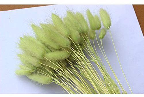 Home Decoration Lagurus Ovatus Kaninchenschwanz, getrocknete Blumen, echte Blume, ewige Blume, getrocknetes Gras, Blumenstrauß, natürliches Material, Requisiten getrocknete Blumen, 50 Stück (hellgrün)