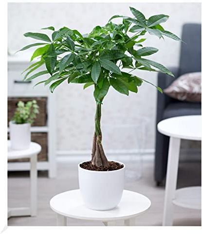 BALDUR Garten 1x Pachira Aquatica ca. 60-70 cm hoch, Pflanze im 17 cm-Topf | mit geflochtenem Stamm, Glückskastanie, wilder Kakaobaum, Zimmerpflanze, Grünpflanze, mehrjährig - frostfrei halten