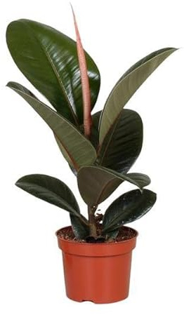 Gummibaum – Ficus Elastica Robusta – Zimmerpflanze – Ø12cm – 35cm – pflegeleichte Grünpflanze für Innenräume – dekorative Pflanze mit glänzenden Blättern