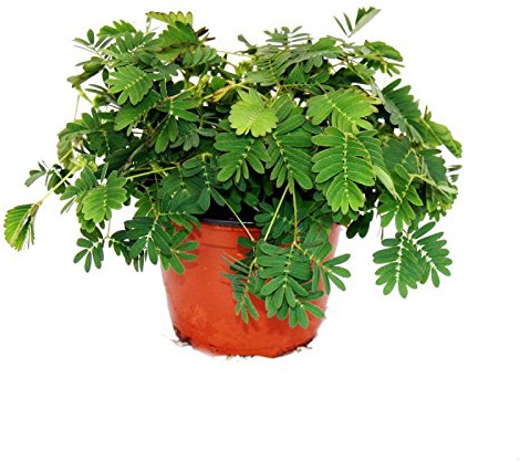 Mimose Rühr-Mich-Nicht-An - Die Pflanze, die auf Berührung reagiert - 9cm Topf