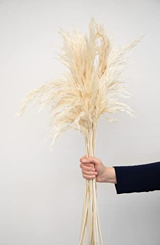 Pampasgras, Cortaderia selloana, Gebleicht, ca. 90cm, 1 Bund (6 Stiele)