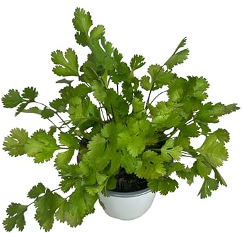 Cilantro Planta Natural de Exterior - Maceta de 13 cm - Flores Aromáticas para Terraza y Jardín