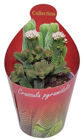 Exotenherz Crassula pyramidalis - Pagoden-Dickblatt - Rarität - 6,5cm Topf - 15cm hoch
