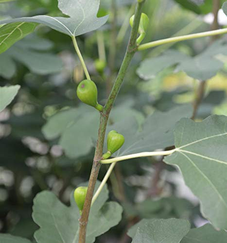 Hochstamm Echter Feigenbaum 60-80cm - Ficus carica - lebende Gartenpflanze aus den Baumschulen