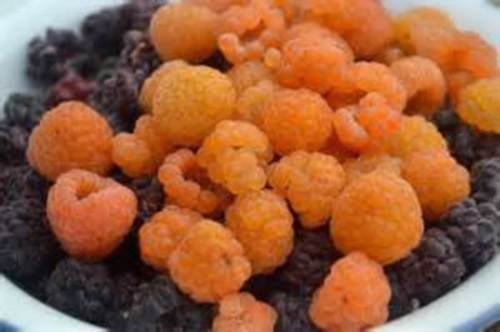 Graines de framboisier Golden Harvest SWEET: PAQUET DE 100 GRAINES