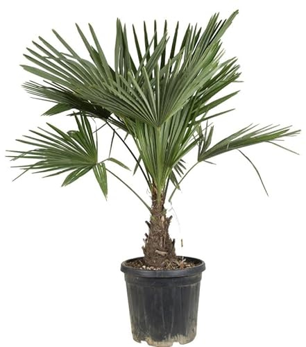 Palmier Chanvre Trachycarpus Fortunei 30/40cm - Plante En Pot - Floraison Mai à Juin Exposition - Exposition Soleil ou Mi-ombre Sol