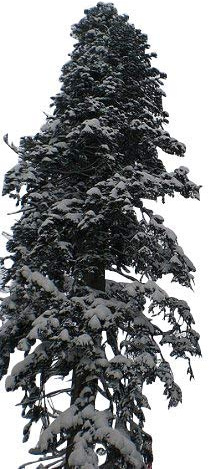 500 Samen Echte Nordmanntanne (Abies nordmanniana) -Beliebtester Weihnachtsbaum- >Frisches Saatgut<