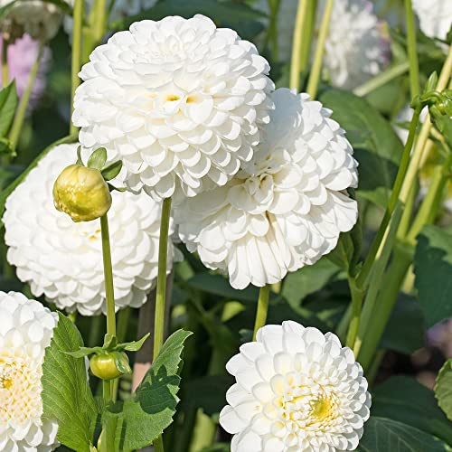 dalia trepadora semi primavera semi bonsái decorazione decorazione sala soggiorno giardino decorativo 30pcs