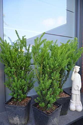 Pyramiden Eibe Taxus media Hillii 50-60 cm hoch dichtbuschig 5 L Topf | Immergrün, winterhart & robust – schnittverträglich und pflegeleicht, ideal für Hecke und Formschnitt
