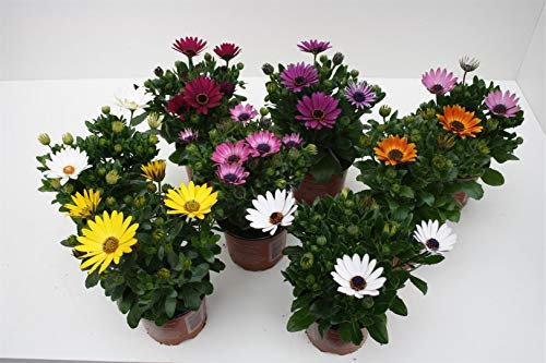 Dimorphoteca - PACK 4 unidades. - maceta 14cm. - altura total aprox. 27cm. - planta viva - (envíos sólo a península)