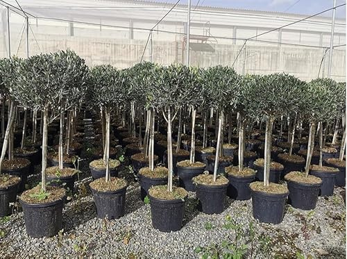 Ulivo Olivo varietà Leccino Olea europea bellissimi esemplari ad alberello cfr tronco 9/11 cm pianta in mastello ø40 cm h. 150/200 cm FOTO REALI Vivaio di Castelletto