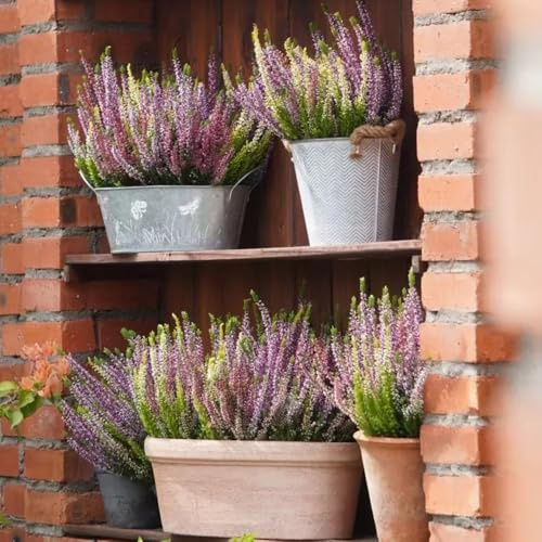 Heidekraut, für sonnige plätze alte sorten wohnzimmer deko balkongewächshäuser seltene sträucher garten stauden winterhart mehrjährig kräuterpflanzen büropflanzen blühende 100Samen