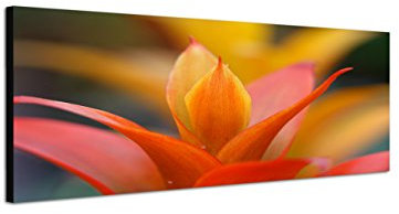 Augenblicke Wandbilder Keilrahmenbild Wandbild 150x50cm Guzmania Pflanze Blume Nahaufnahme