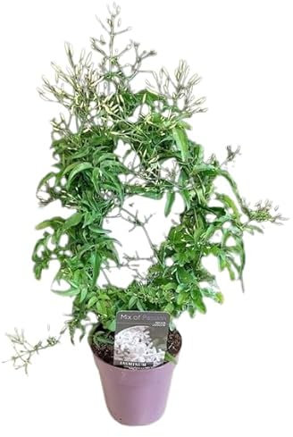Jazmín Polyanthum - Trepadora Natural Perfecta para Crear Jardines Perfumados