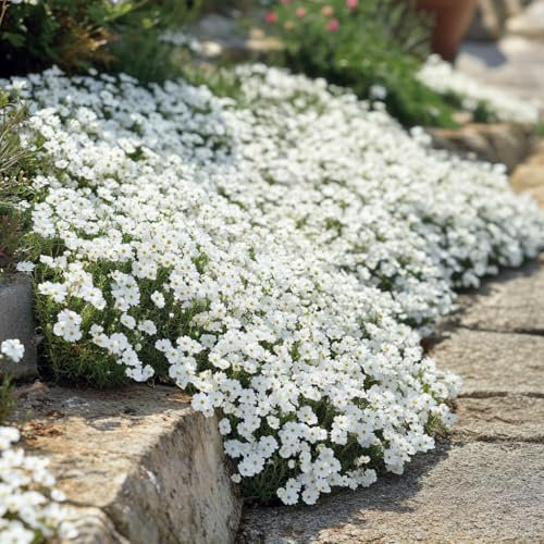 1400 Seeds Snow in Summer (Cerastium tomentosum) - White Ground Cover Carpet Perennial Perfect for Borders, Rock Gardens, and Ground Cover.