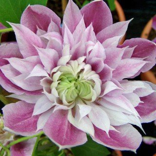 Clematis 'Empress' 60–80 cm – Winterhart, Mehrjährig – Waldrebe – Kletterpflanze für Pergola & Rankhilfe