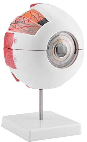 WEISSBIGR 1: 6 Augenmodell Vergrößerung 6X Abnehmbares menschliches Auge Augapfel-Anatomiemodell für den Studienunterricht Anatomisches PVC- und Farbauge-Modell für die Schulbildung
