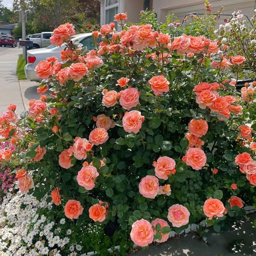 semillas de rosal - silvestres, lecho elevado de rosal macizos, exóticas resistentes 20pcs