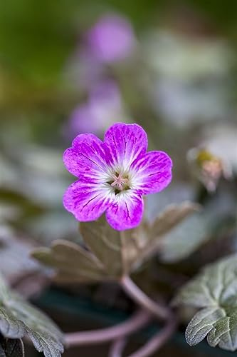 Storchschnabel Geranium oxonianum Orkney Cherry Staude winterhart