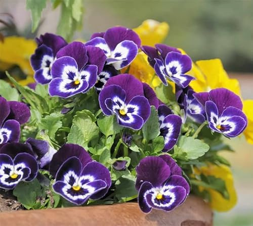 Pensamiento Semi di fiori 100+Pianta per giardino domestico Cortile all'aperto:Semillas