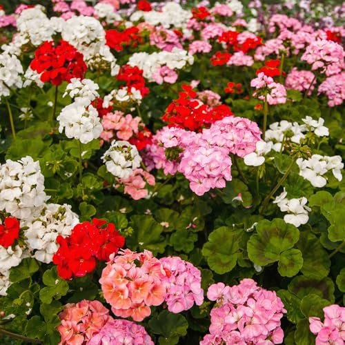 Geranium Magic Beauty F1 Mixed Seeds – Half Hardy Annual – Must Have for Borders, Containers & Pots – for Your Beautiful Garden