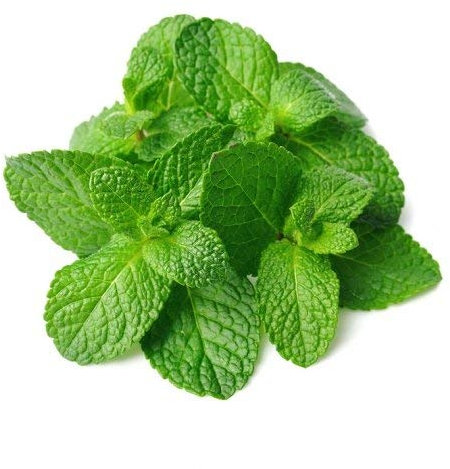 300 graines Aromatiques - MENTHE Verte - Mentha Viridis