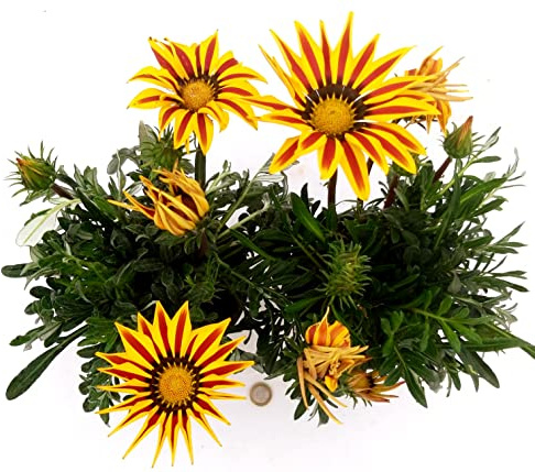 POWERS TO FLOWERS - GAZANIA BICOLORE GIALLO-ROSSA, 2 PIANTE, vaso 14cm Diametro, piante vere
