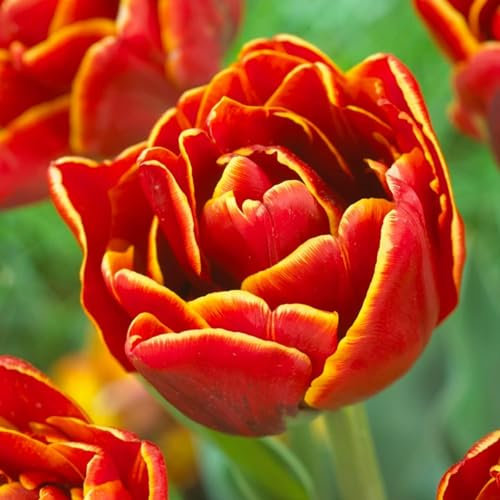 Tulipes Bulbes Double Red-Yellow Passion - 20 Bulbes de Fleurs à Planter Exterieur - Plantes Vivaces Exterieur - Tulipes Exclusives de Hollande - Rustique (pas de graines, non artificielle)