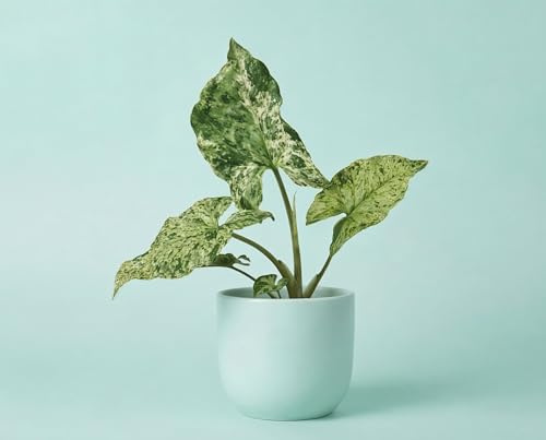 NatureHolic Syngonium Mottled - Panaschierte Kletterpflanze mit variabler Weiß-Grün Musterung - Pflegeleichte Zimmerpflanze für Regal, Ampel & Terrarium - 15 cm, im 6 cm Topf