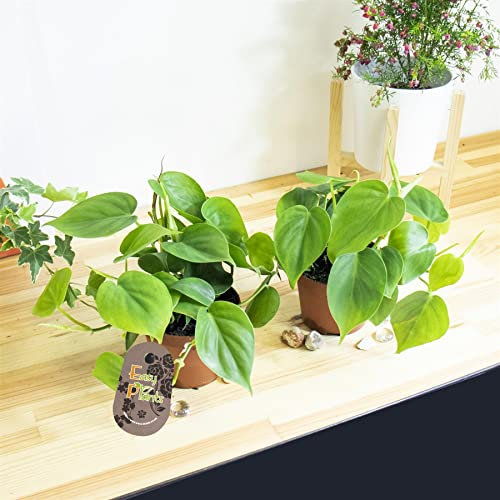 2 Live Plants Heartleaf Sweetheart Plant Philodendron scandens Houseplant Evergreen in 12cm pot for Indoor Office Lush Garden Patio