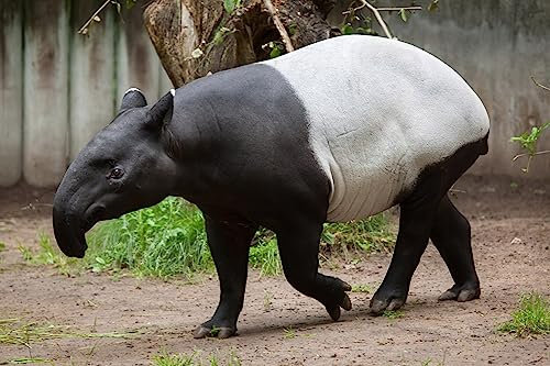 adrium Acryl-Bild 140 x 90 cm: Malaiischer Tapir (Tapirus indicus), auch bekannt als asiatischer Tapir. Wildtier.(66390863)