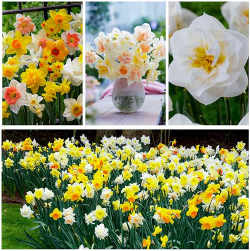 Bulbi Fiori Perenni da Esterno - 25 Bulbi di Narciso Spring Dream Profumati - Fioritura estiva - Piante e Fiori Esclusivi dall'Olanda - per giardino e vaso (non semi, non artificiali)