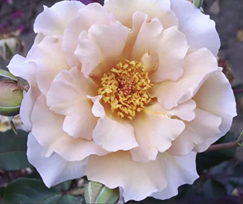'Julia's Rose' Potted Rose - Beautiful Unusual Dusky Pink Blooms - Hybrid Tea Rose - Lovely Gift Idea- 4 Litre Pot
