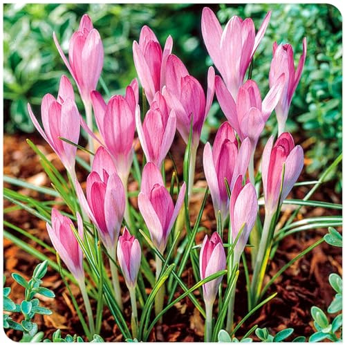 Rizomi di Crocus-Resistente e Facile da Curare/Colore Vivido/Decorazione per Casa e Giardino-E-8 Rhizome