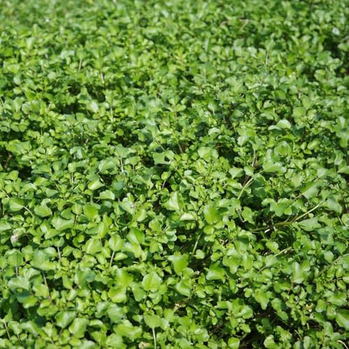 Semi di crescione germogli biologici, esotiche d'appartamento giardino semi di da giardino regali sostenibili resistenti 300pcs