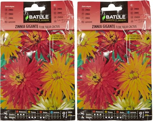 Semillas Batlle Zinnia Gigante Fiore Dalia Cactus (Confezione da 2)