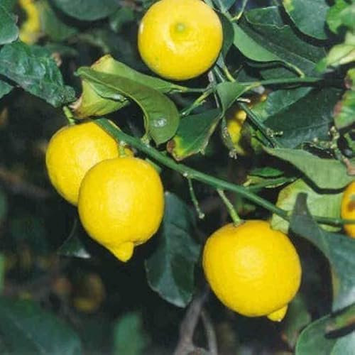 Flores Frescas Online Limonero Enano Portes Gratis