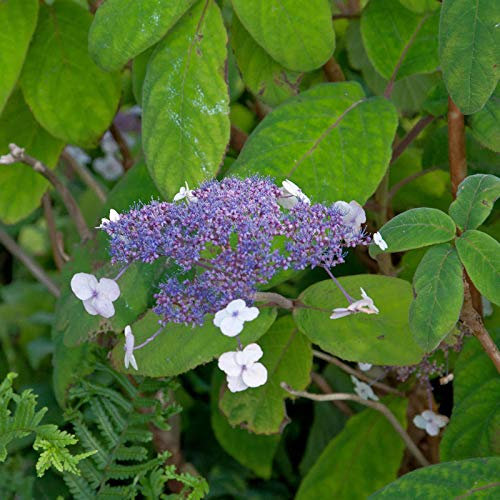 Samthortensie 100-125cm - Hydrangea sargentiana - lebende Gartenpflanze aus den Baumschulen