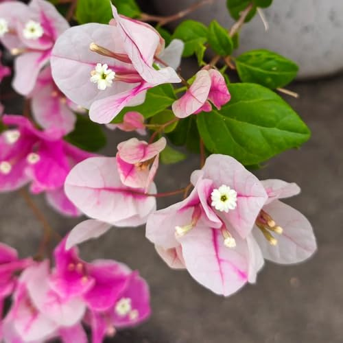 comprar semillas de buganvilla resistentes colgantes, enredaderas para decoración de cercas, herbáceas triple resistentes exterior arbustos 1000pcs