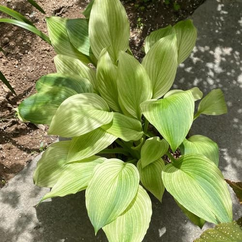 semi di hosta resistenti, balcone perenni, giardino 600pcs