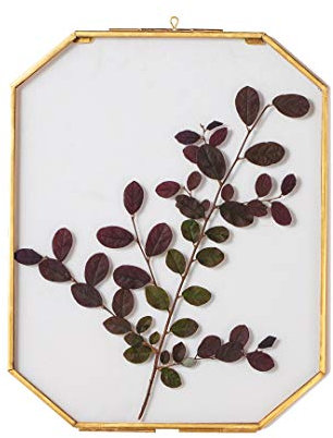 NCYP Wall Hanging Glass Floating Frame for Pressed Dried Flowers, Plants Specimen, Pictures, Photos Poster - Octagon, Double Display Decor, 20.5x25.5 cm (Glass Frame Only)