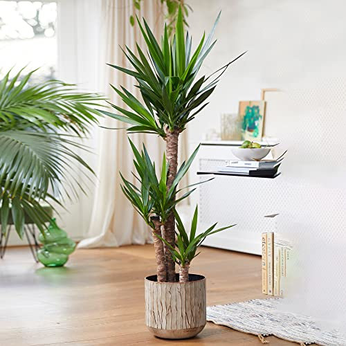 Yucca Elephantipes Large Indoor House Plant Real Evergreen Tall Plants (90-100cm)