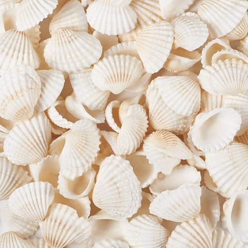 DINGFENG Kleine Weiße Muscheln 160Stück 2-3.5 cm, Muscheln Deko & Basteln | Natürliche Muscheln zum Basteln DIY, Malerei Hochzeit Dekoration Seashells Paint Strand Muschel
